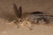 Plakker / Gypsy Moth (Lymantria dispar)