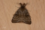 Plakker / Gypsy Moth (Lymantria dispar)