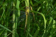 Plasrombout / Western Clubtail (Gomphus pulchellus)