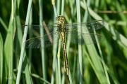 Plasrombout / Western Clubtail (Gomphus pulchellus)