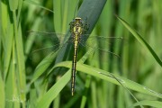 Plasrombout / Western Clubtail (Gomphus pulchellus)