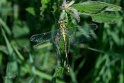 Plasrombout / Western Clubtail (Gomphus pulchellus)