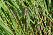 Plasrombout / Western Clubtail (Gomphus pulchellus)