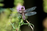 Platbuik / Broad-bodied Chaser (Libellula depressa)