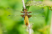 Platbuik / Broad-bodied Chaser (Libellula depressa)