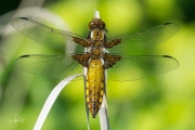 Platbuik / Broad-bodied Chaser (Libellula depressa)