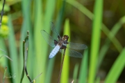 Platbuik / Broad-bodied Chaser (Libellula depressa)