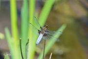 Platbuik / Broad-bodied Chaser (Libellula depressa)