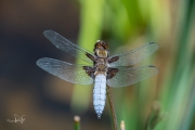 Platbuik / Broad-bodied Chaser (Libellula depressa)