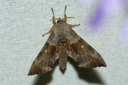 Populierenpijlstaart / Poplar Hawk-moth (Laothoe populi)