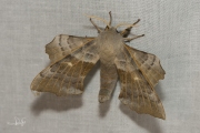 Populierenpijlstaart / Poplar Hawk-moth (Laothoe populi)