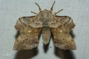 Populierenpijlstaart / Poplar Hawk-moth (Laothoe populi)