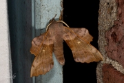 Populierenpijlstaart / Poplar Hawk-moth (Laothoe populi)