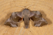 Populierenpijlstaart / Poplar Hawk-moth (Laothoe populi)