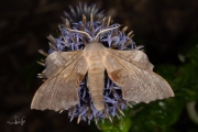 Populierenpijlstaart / Poplar Hawk-moth (Laothoe populi)