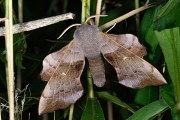 Populierenpijlstaart / Poplar Hawk-moth (Laothoe populi)