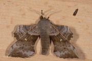 Populierenpijlstaart / Poplar Hawk Moth (Laothoe populi) - Naaldkunstwerkje (Bisingna procerella)