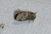 Populierentandvlinder / Dusky Marbled Brown (Gluphisia crenata)