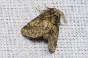 Populierentandvlinder / Dusky Marbled Brown (Gluphisia crenata)