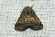 Populierentandvlinder / Dusky Marbled Brown (Gluphisia crenata)