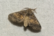 Populierentandvlinder / Dusky Marbled Brown (Gluphisia crenata)