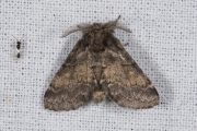 Populierentandvlinder / Dusky Marbled Brown (Gluphisia crenata)