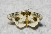 Porseleinvlinder / Clouded Magpie (Abraxas sylvata)