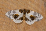 Porseleinvlinder / Clouded Magpie (Abraxas sylvata)