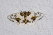 Porseleinvlinder / Clouded Magpie (Abraxas sylvata)