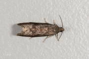 Pruimenmot / Plum Fruit Moth (Grapholita funebrana), micro