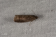 Pruimenmot / Plum Fruit Moth (Grapholita funebrana), micro