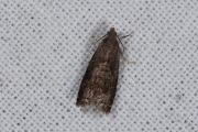 Pruimenmot / Plum Fruit Moth (Grapholita funebrana), micro