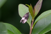 Pruimwitvlakbladroller / Plum Tortrix (Hedya pruniana), micro