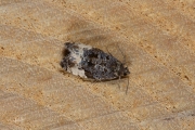 Pruimwitvlakbladroller / Plum Tortrix (Hedya pruniana) , micro