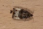 Pruimwitvlakbladroller / Plum Tortrix (Hedya pruniana) , micro