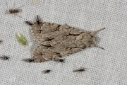 Psi-uil / Grey Dagger (Acronicta psi)