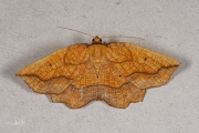 Puntige zoomspanner / Bordered Beauty (Epione repandaria)