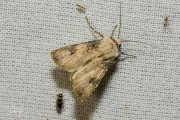 Puta-uil / Shuttle-shaped Dart (Agrotis puta)