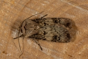 Puta-uil / Shuttle-shaped Dart (Agrotis puta)