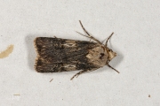 Puta-uil / Shuttle-shaped Dart (Agrotis puta)