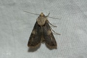 Puta-uil / Shuttle-shaped Dart (Agrotis puta)