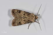 Puta-uil / Shuttle-shaped Dart (Agrotis puta)