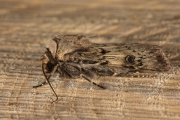 Puta-uil / Shuttle-shaped Dart (Agrotis puta)