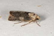 Puta-uil / Shuttle-shaped Dart (Agrotis puta)