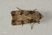 Puta-uil / Shuttle-shaped Dart (Agrotis puta)