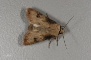 Puta-uil / Shuttle-shaped Dart (Agrotis puta)