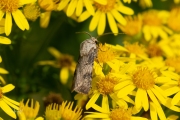 Puta-uil / Shuttle-shaped Dart (Agrotis puta)