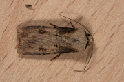 Puta-uil / Shuttle-shaped Dart (Agrotis puta)