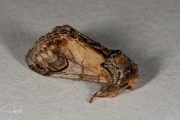 Puta-uil / Shuttle-shaped Dart (Agrotis puta)