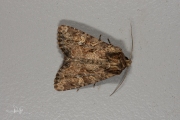 Rietgrasuil / Small Clouded Brindle (Apamea unanimis)